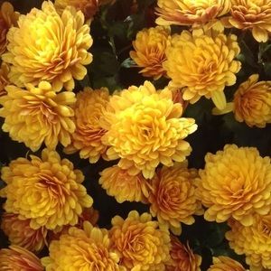 Meet your Posher, Charlotte